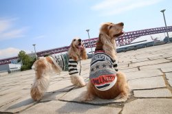 画像7: ROCK STAR☆