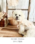 画像6: Cocotte Frill (ココット・フリル)