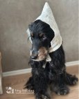 画像6: Élu Bonnet (エリュ・ボンネット)