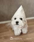 画像3: Élu Bonnet (エリュ・ボンネット)